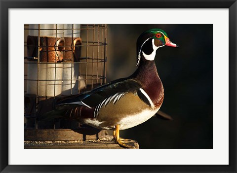 Framed Wood Duck Drake, George C Reifel Migratory Bird Sanctuary, Westham Island, British Columbia, Canada Print
