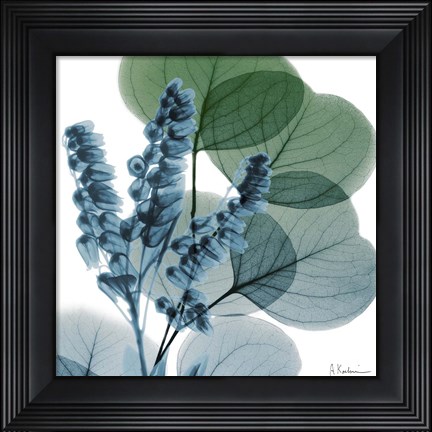 Framed Lilly Of Eucalyptus Print