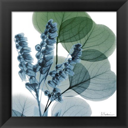 Framed Lilly Of Eucalyptus Print