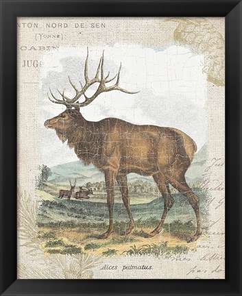 Framed Woodland Stag II Print