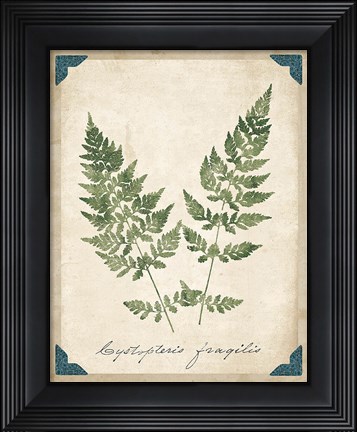 Framed Vintage Ferns VII Print