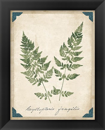 Framed Vintage Ferns VII Print