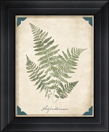 Framed Vintage Ferns IX Print