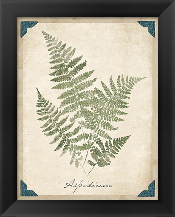 Framed Vintage Ferns IX Print