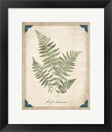 Framed Vintage Ferns IX Print