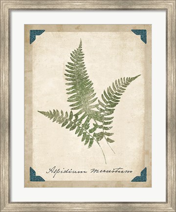 Framed Vintage Ferns X Print