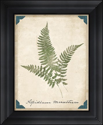 Framed Vintage Ferns X Print
