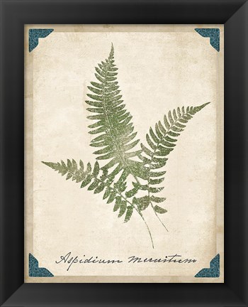 Framed Vintage Ferns X Print