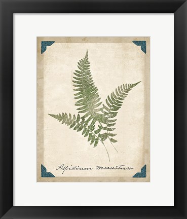 Framed Vintage Ferns X Print
