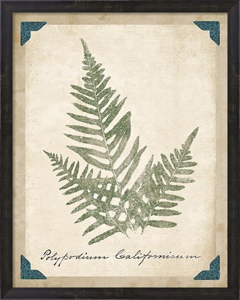 Framed Vintage Ferns XI Print