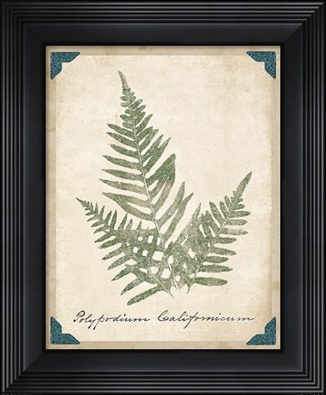 Framed Vintage Ferns XI Print