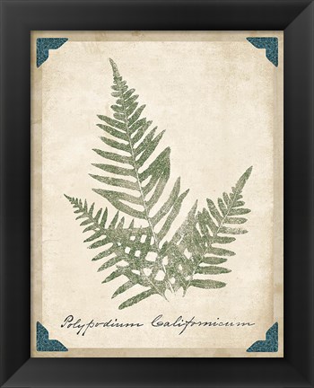 Framed Vintage Ferns XI Print