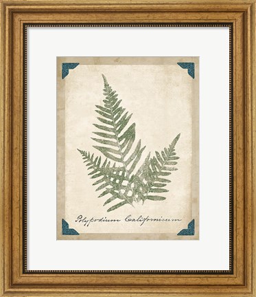 Framed Vintage Ferns XI Print