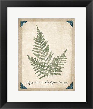 Framed Vintage Ferns XI Print