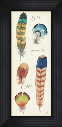 Framed Ornithology IV Panel Print