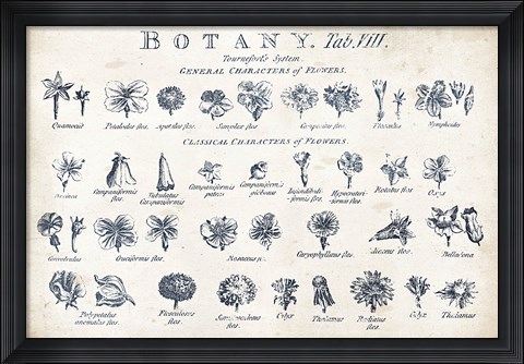 Framed Botany Tab VIII Indigo and White Print