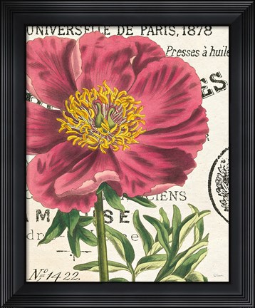 Framed Peony Botany Print