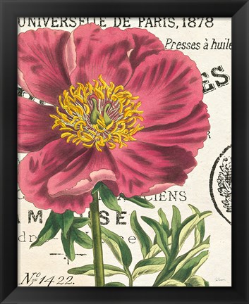 Framed Peony Botany Print