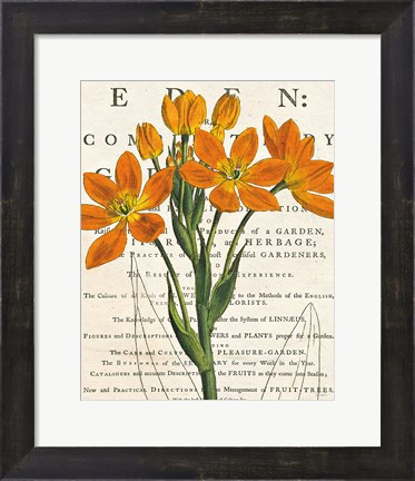 Framed Euphorbia Botany Print