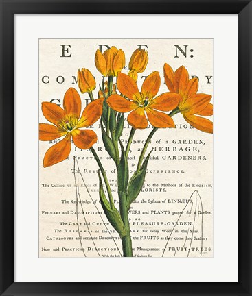 Framed Euphorbia Botany Print