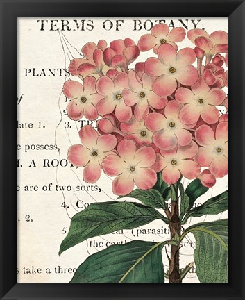 Framed Bicolor Phlox Botany Print