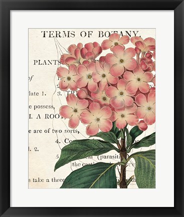 Framed Bicolor Phlox Botany Print