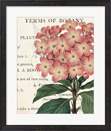 Framed Bicolor Phlox Botany Print