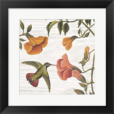 Framed Vintage Hummingbird II Print