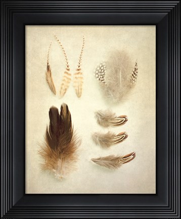 Framed Feathers II Print