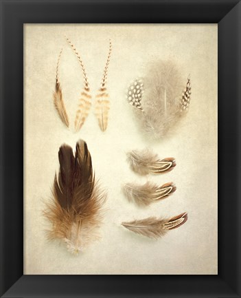 Framed Feathers II Print