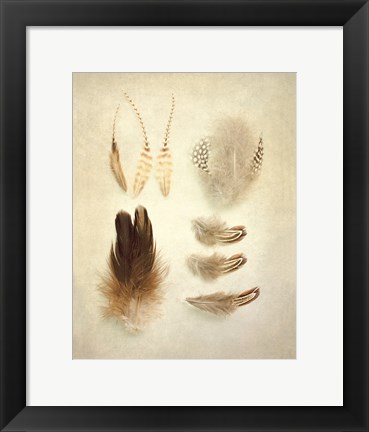 Framed Feathers II Print