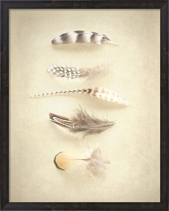 Framed Feathers III Print
