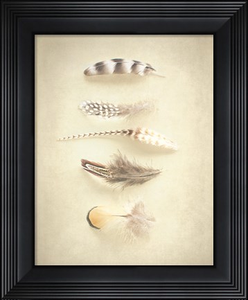 Framed Feathers III Print