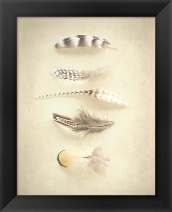 Framed Feathers III Print