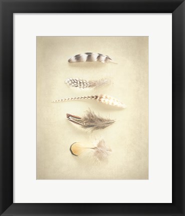 Framed Feathers III Print