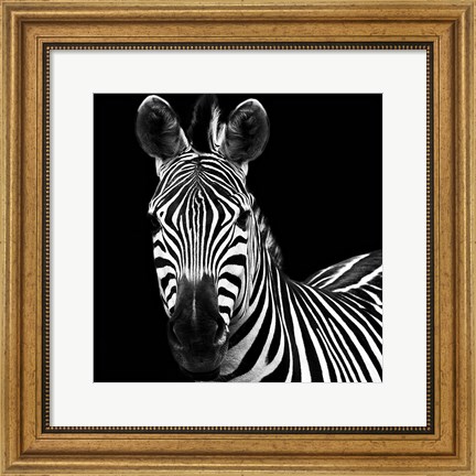 Framed Zebra II Square Print