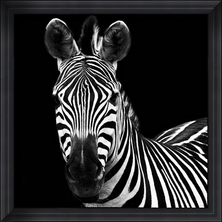 Framed Zebra II Square Print