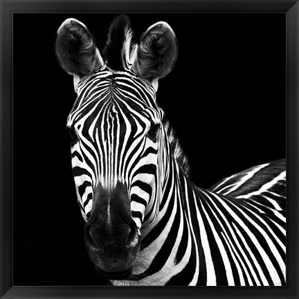 Framed Zebra II Square Print