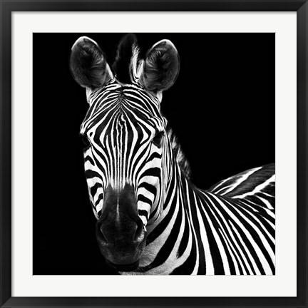 Framed Zebra II Square Print