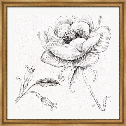 Framed Blossom Sketches II Print