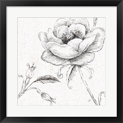 Framed Blossom Sketches II Print