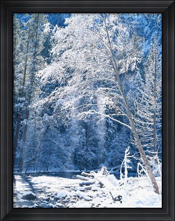 Framed Snow covered trees along Merced River, Yosemite Valley, Yosemite National Park, California Print
