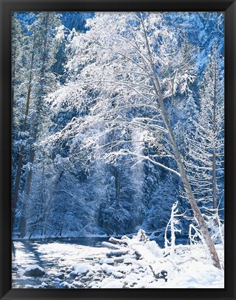 Framed Snow covered trees along Merced River, Yosemite Valley, Yosemite National Park, California Print