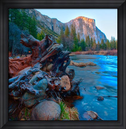 Framed Tree roots in Merced River in the Yosemite Valley Print