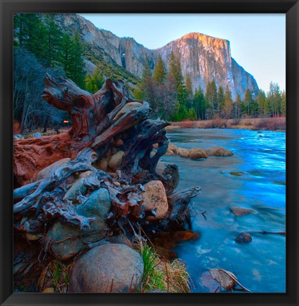 Framed Tree roots in Merced River in the Yosemite Valley Print