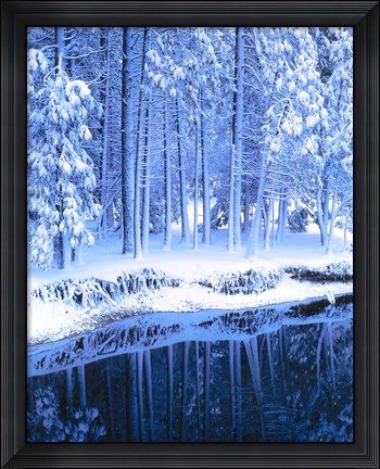 Framed Winter, Conifers, Merced River, Yosemite Valley CA Print