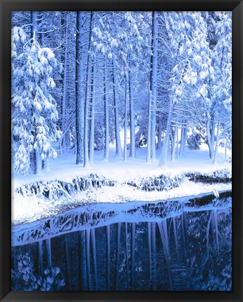 Framed Winter, Conifers, Merced River, Yosemite Valley CA Print