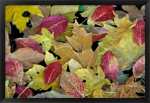 Framed Leaf Pattern, Merced River, Yosemite National Park, California Print