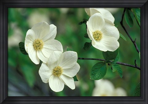 Framed Pacific Dogwood Along Merced River, Yosemite National Park, California Print