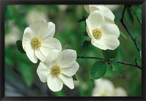 Framed Pacific Dogwood Along Merced River, Yosemite National Park, California Print